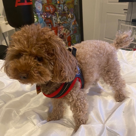 Tre Ponti small dog harness in red